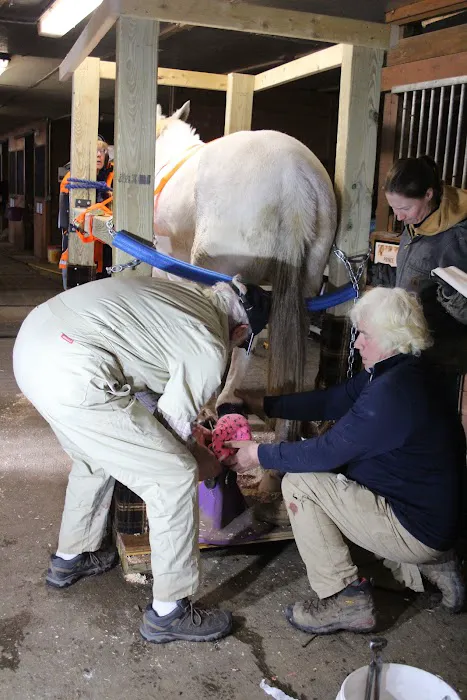 Equine Medical and Surgical Associates 9