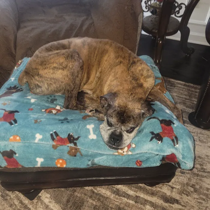 BluePearl Veterinary Cyberknife Cancer Center 12