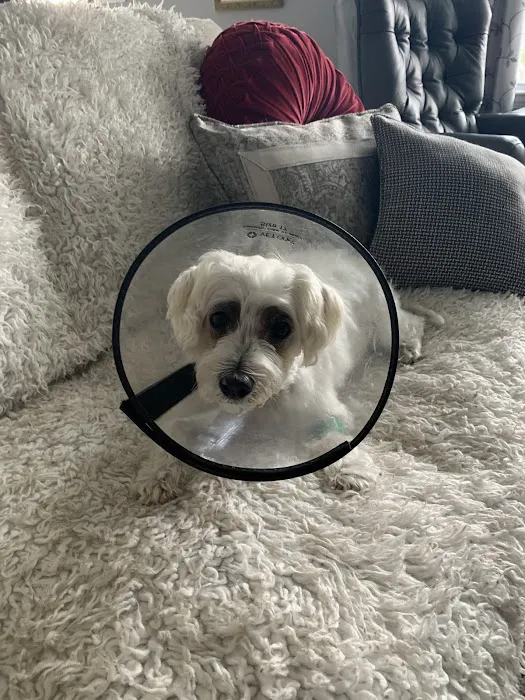 BluePearl Veterinary Cyberknife Cancer Center 12