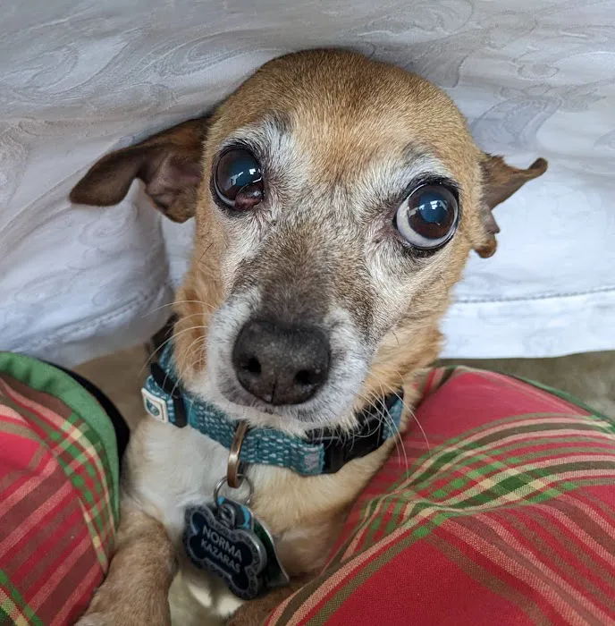 BluePearl Veterinary Cyberknife Cancer Center 12