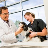 BluePearl Pet Hospital ico