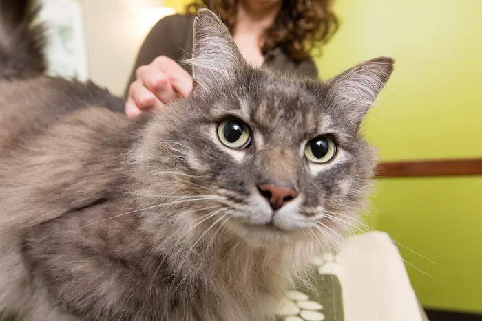 BluePearl Pet Hospital 12