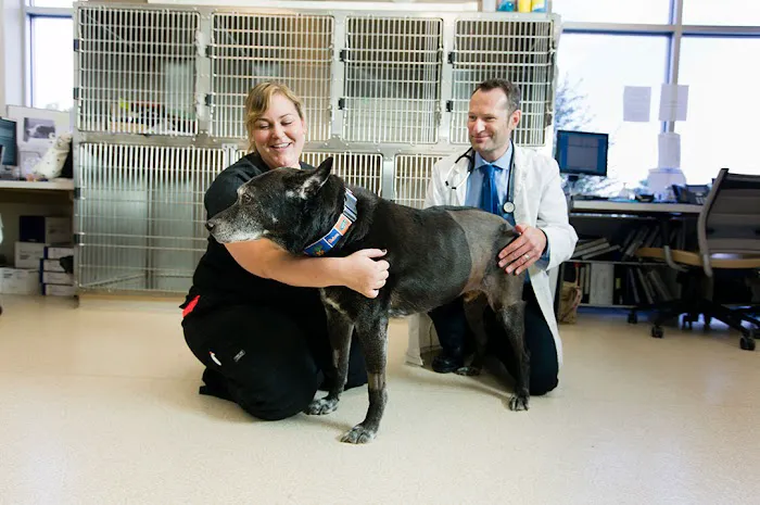 BluePearl Pet Hospital 12
