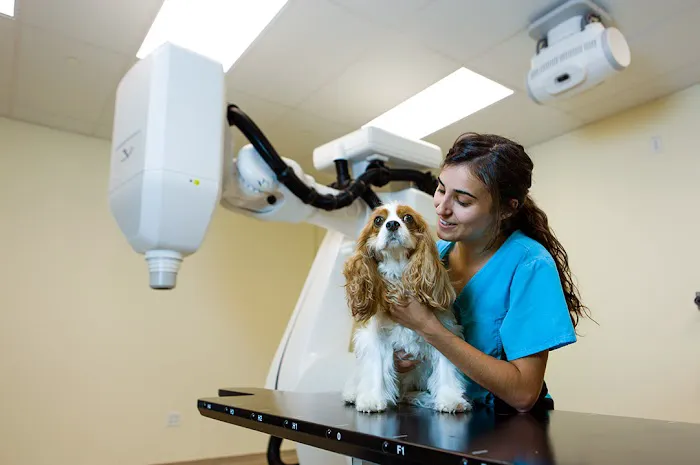 BluePearl Pet Hospital 12