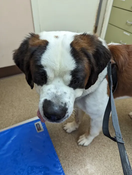 Malvern Veterinary Hospital 9