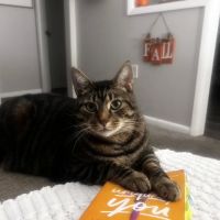 Banfield Pet Hospital ico