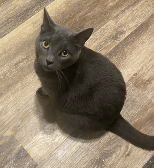 Trooper Veterinary Hospital 4
