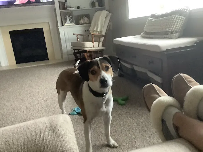 Trooper Veterinary Hospital 7