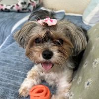 Valley Forge Animal Medical Center ico