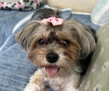 Valley Forge Animal Medical Center