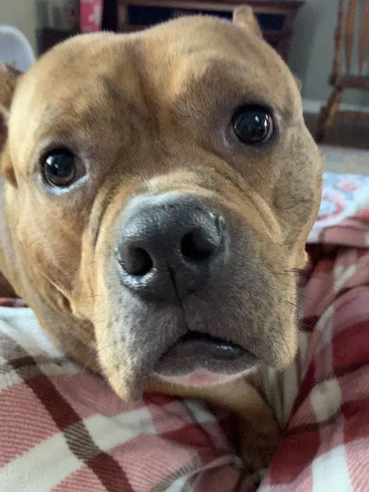 Valley Forge Animal Medical Center 7