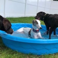 Valley Veterinary Hospital ico