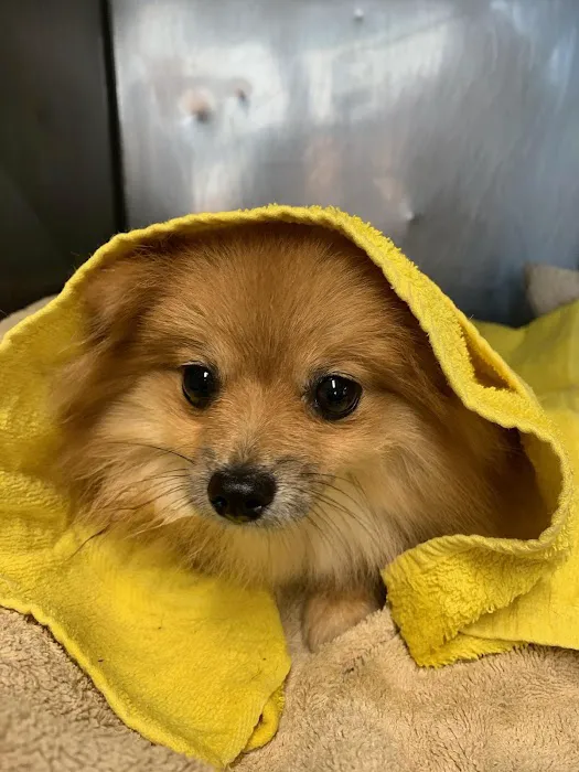 Conchester Animal Hospital 3