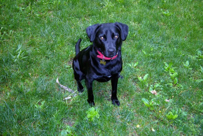 Conchester Animal Hospital 7