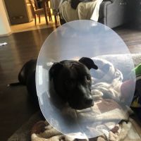 Thrive Pet Healthcare - Sicklerville ico