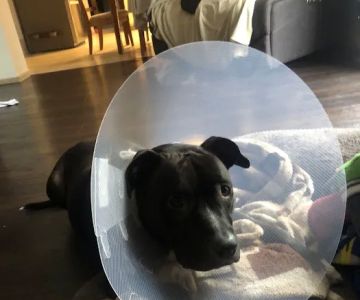 Thrive Pet Healthcare - Sicklerville