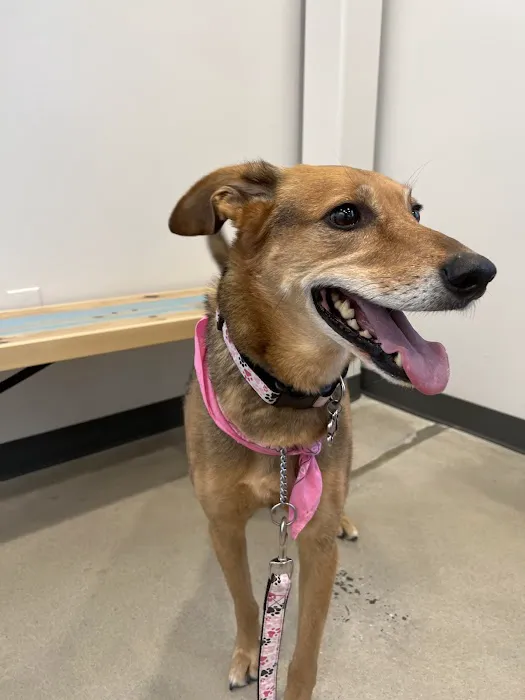 Thrive Pet Healthcare - Sicklerville 2
