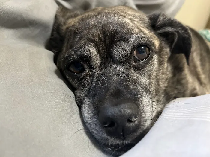 Thrive Pet Healthcare - Sicklerville 4