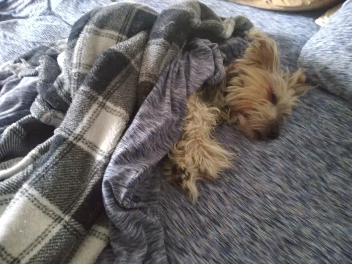 Thrive Pet Healthcare - Sicklerville 10