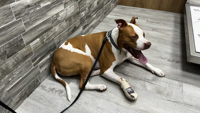 Pet Check Urgent Care 1