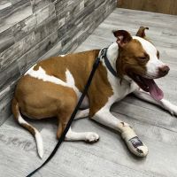 Pet Check Urgent Care ico