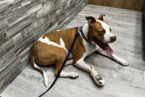 Pet Check Urgent Care