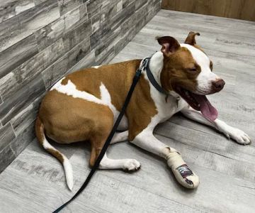 Pet Check Urgent Care