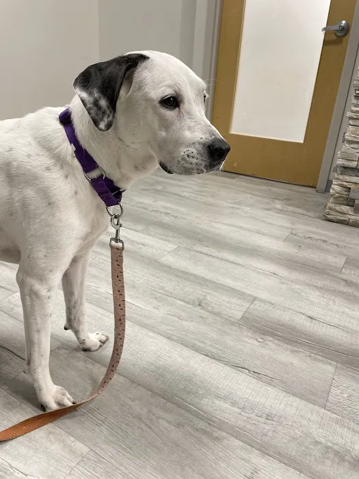 Pet Check Urgent Care 6