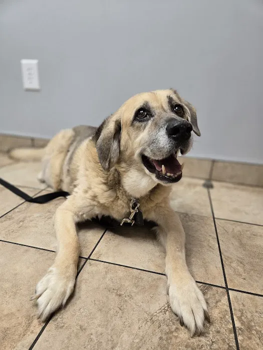 Cross Keys Animal Hospital 1