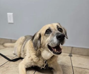 Cross Keys Animal Hospital