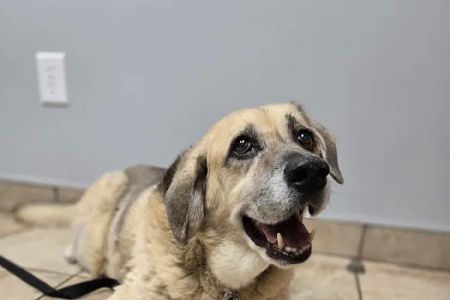 Cross Keys Animal Hospital