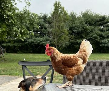 All Creatures Veterinary Care Center