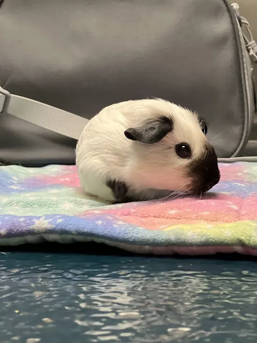 All Creatures Veterinary Care Center 4