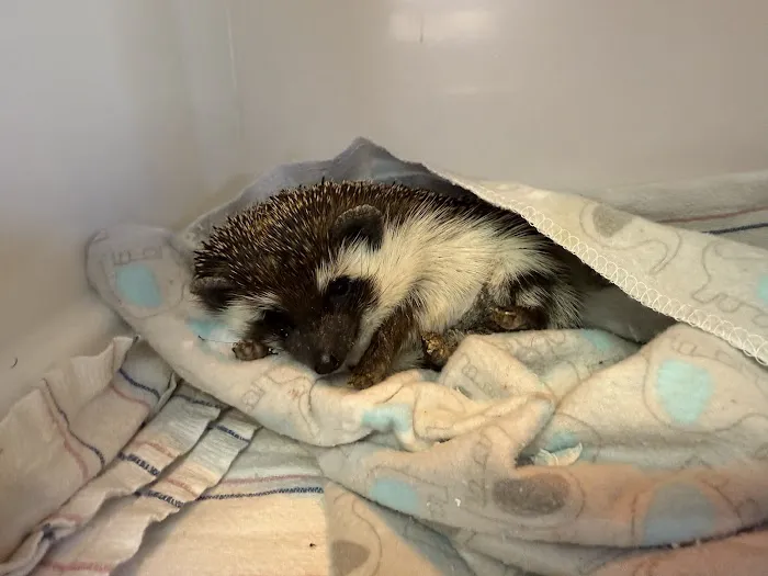 All Creatures Veterinary Care Center 3
