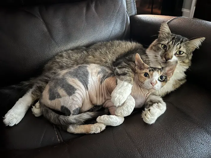 All Creatures Veterinary Care Center 6