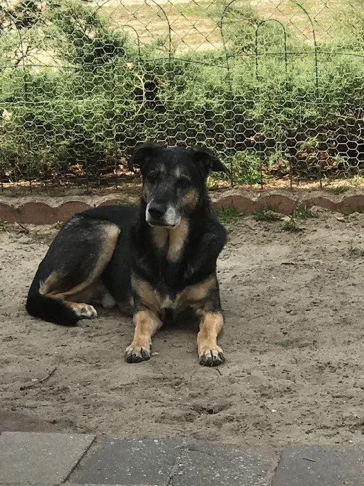 Ace of Spays: Optimizing Spay/Neuter Care 3