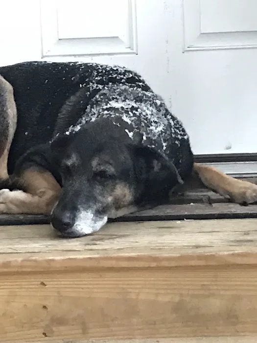 Ace of Spays: Optimizing Spay/Neuter Care 7