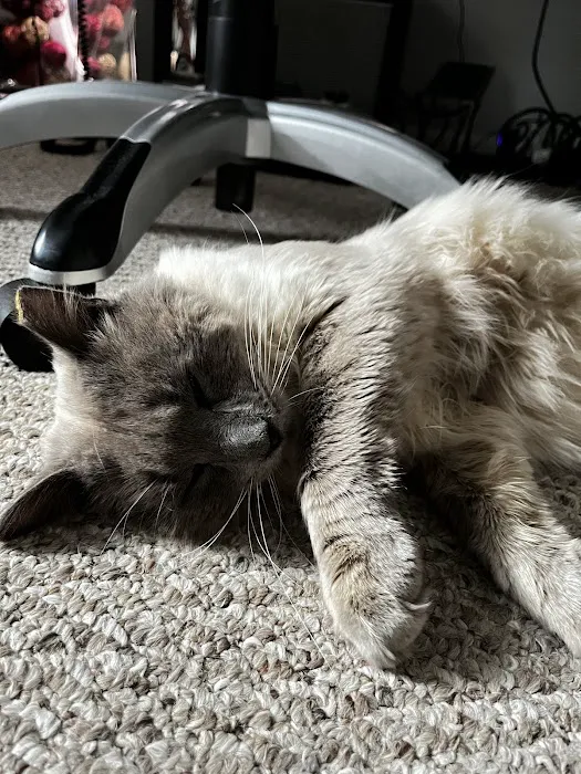 Ace of Spays: Optimizing Spay/Neuter Care 6
