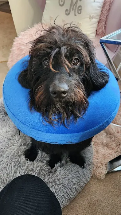 Ace of Spays: Optimizing Spay/Neuter Care 8