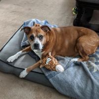Flowers Mill Veterinary Hospital ico