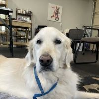 Dr. Karen Collins, VMD, LCC - Holistic Pet Healing ico