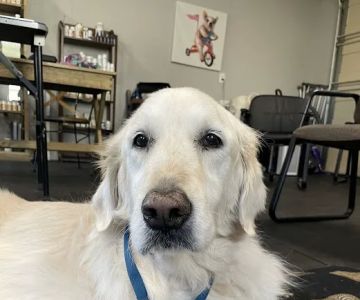 Dr. Karen Collins, VMD, LCC - Holistic Pet Healing