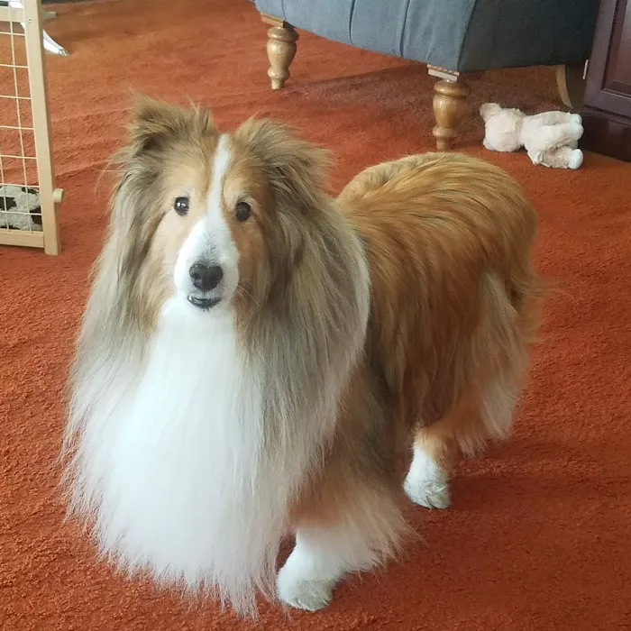 Dr. Karen Collins, VMD, LCC - Holistic Pet Healing 2