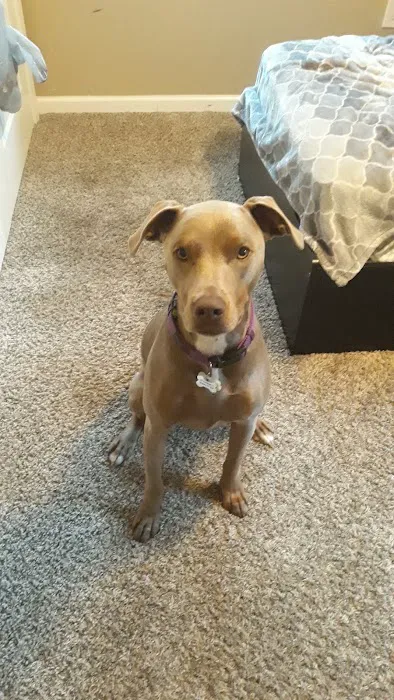 Banfield Pet Hospital 1