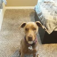 Banfield Pet Hospital ico