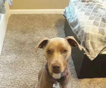 Banfield Pet Hospital