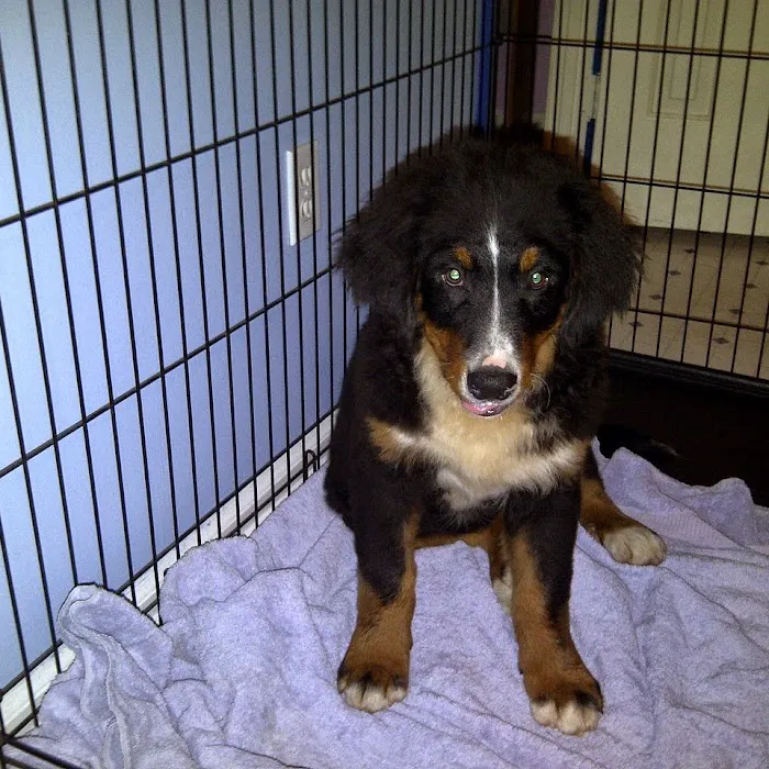 Banfield Pet Hospital 4