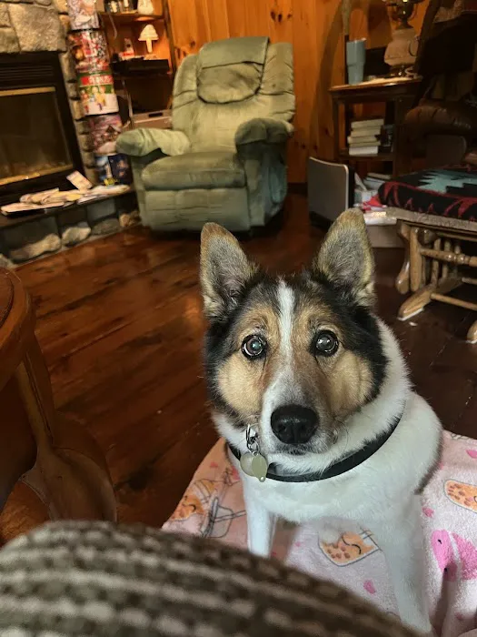 VCA Animal Healing Center 1