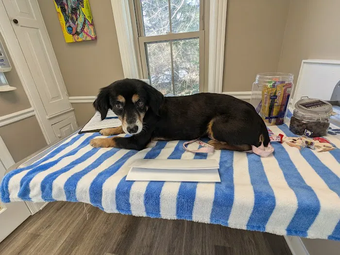 VCA Animal Healing Center 4