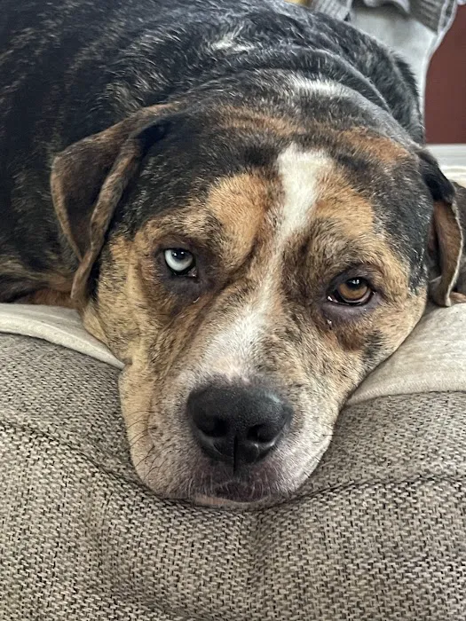 VCA Animal Healing Center 6